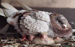 Pigeons birds for sale: Pigeons [Semi Hand-Raised] - Fancy & Racing Breeds - Image 11