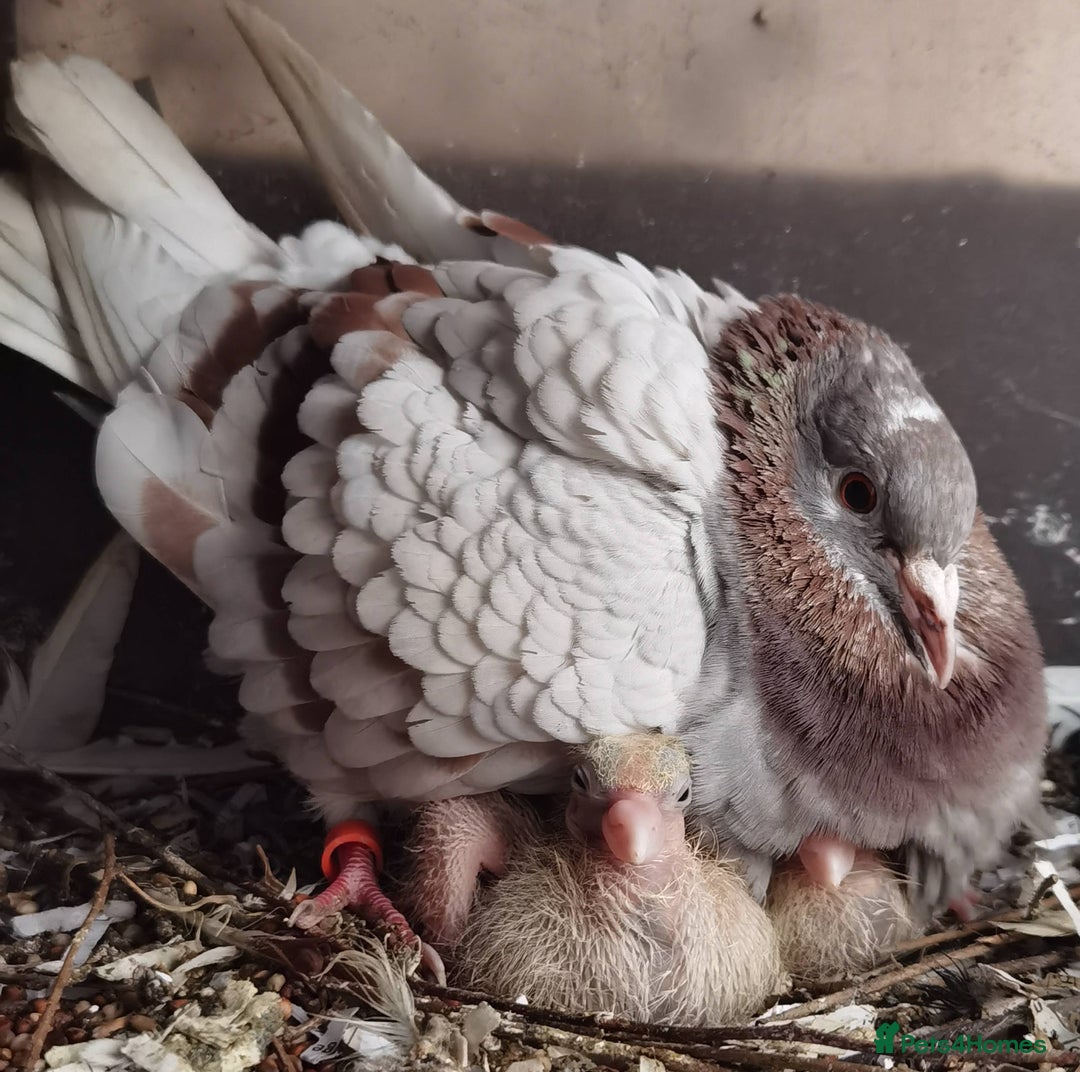 Pigeons birds for sale: Pigeons [Semi Hand-Raised] - Fancy & Racing Breeds - Image 11