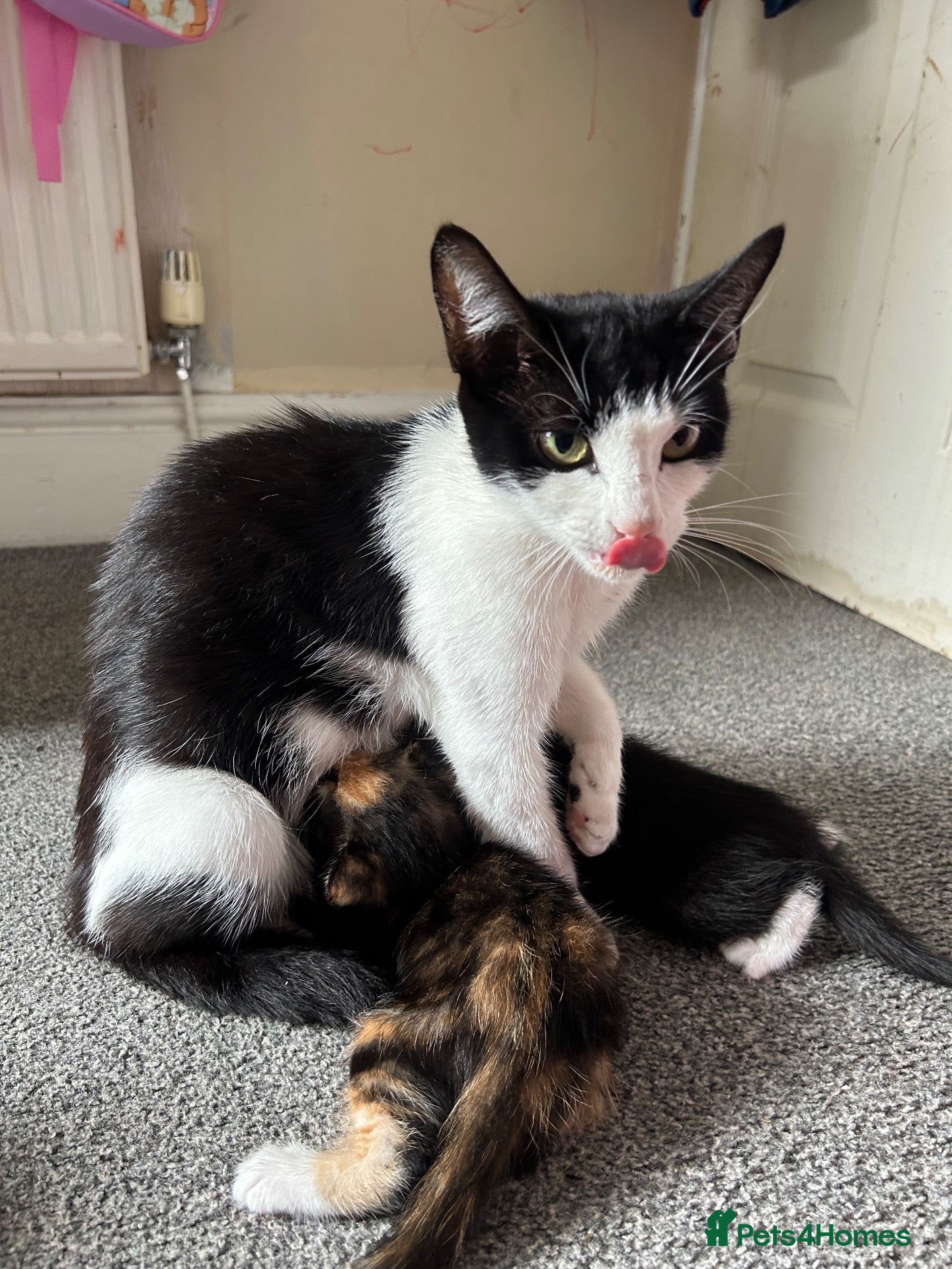 Mixed Breed cats female kitten available  - Advert 1