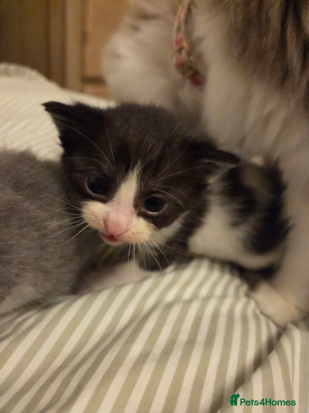 Mixed Breed cats for sale: Ragdoll x Scottish straight kittens ♥️ - Advert 21