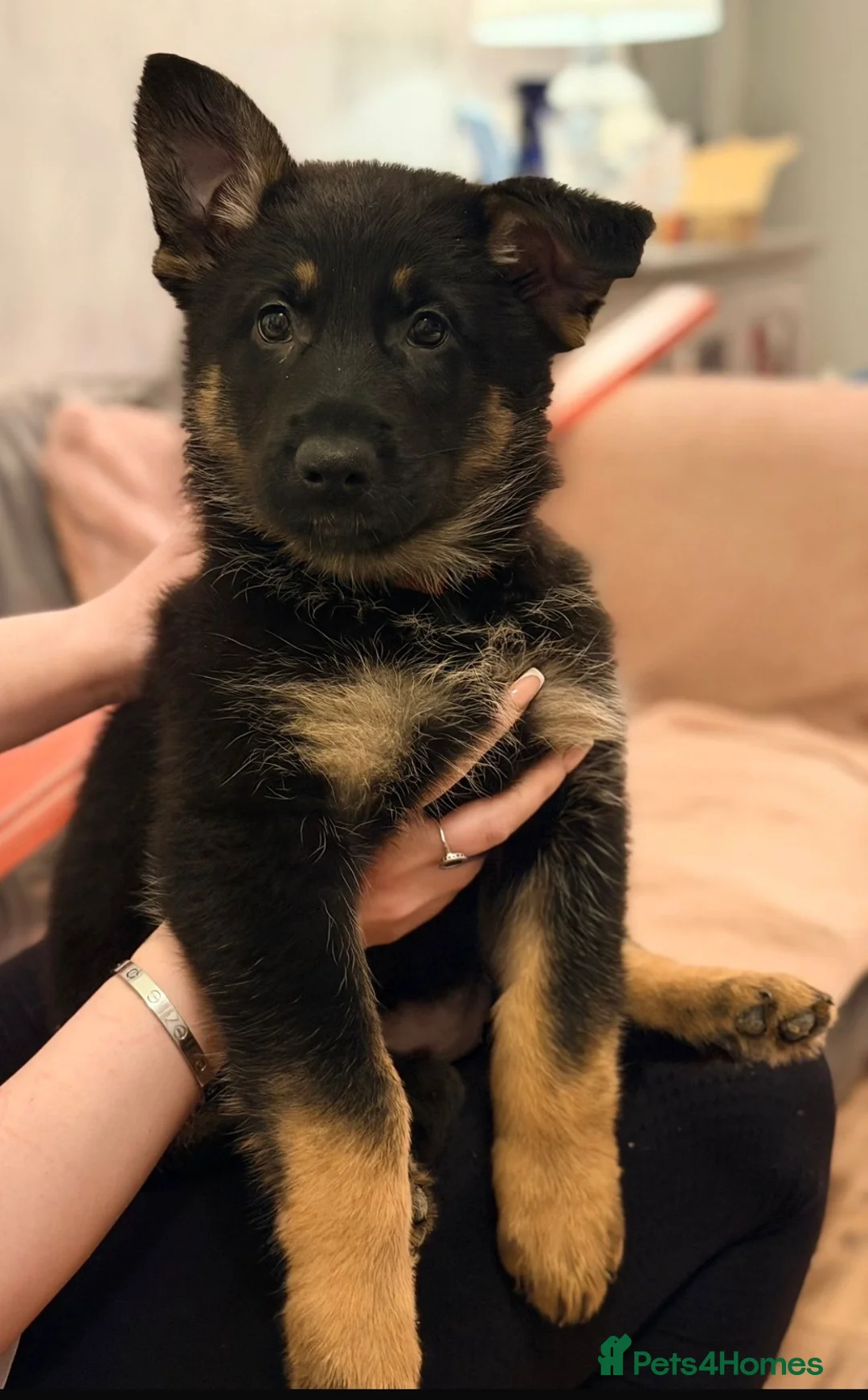 German Shepherd dogs for sale: 2 Working line female German Shepard pups  in Basildon - Advert 2