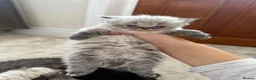 Persian cats for sale: Purebred Persian Kittens for Sale  - Advert 30