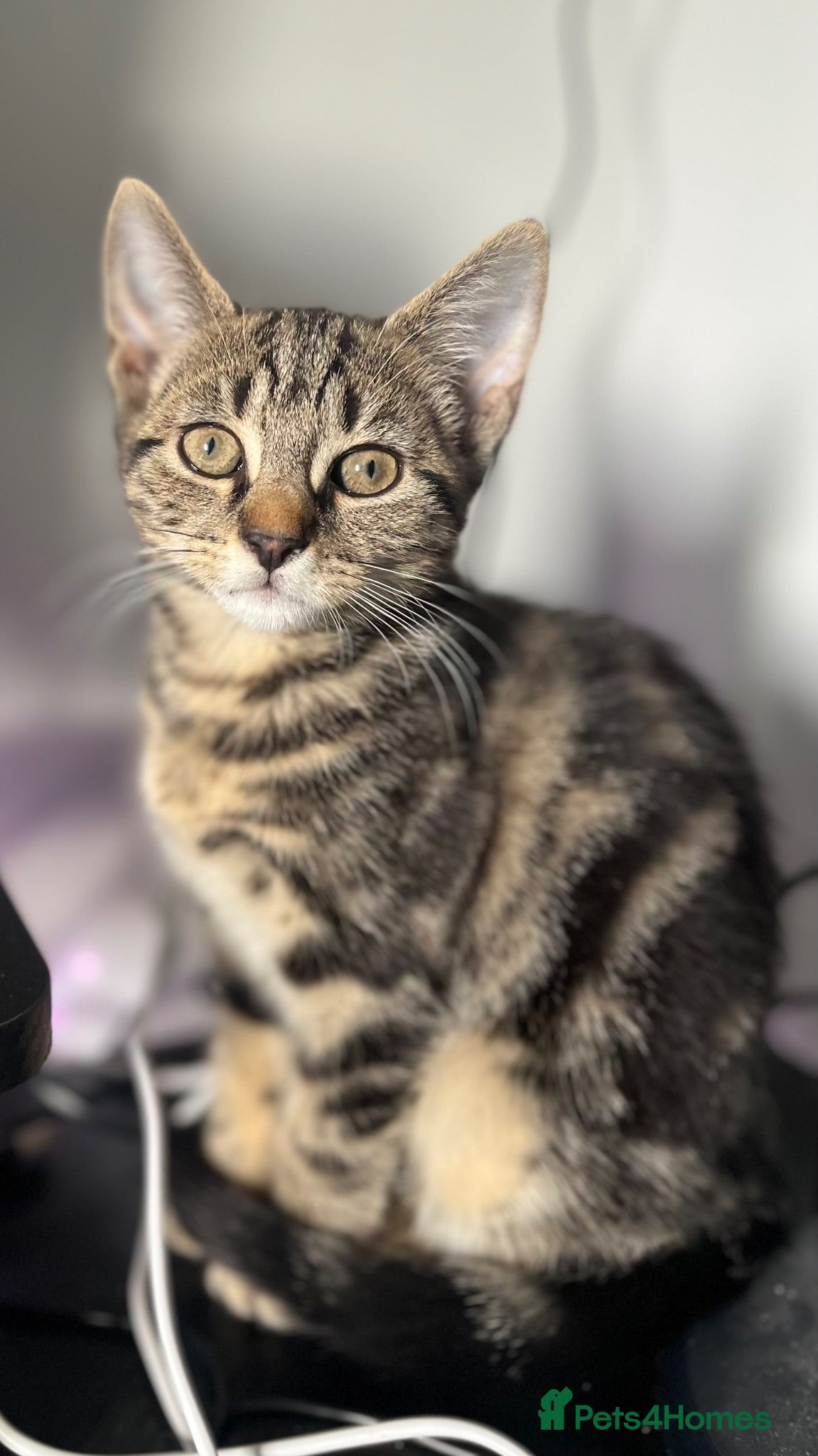 Mixed Breed cats Kittens for sale - Advert 18