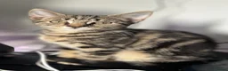 Mixed Breed cats for sale: Kittens for sale - Advert 1