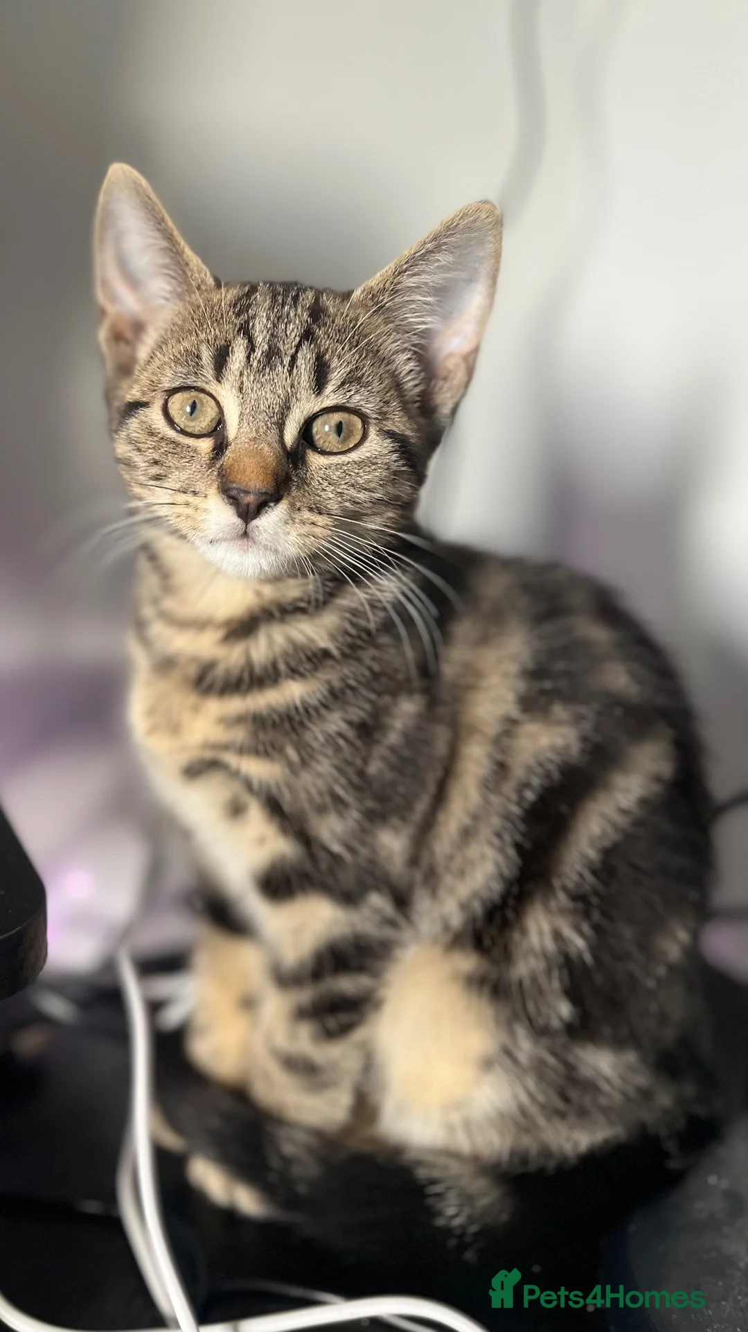 Mixed Breed cats for sale: Kittens for sale - Advert 1