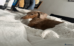 Miniature Dachshund dogs for sale: Buddy - Image 7