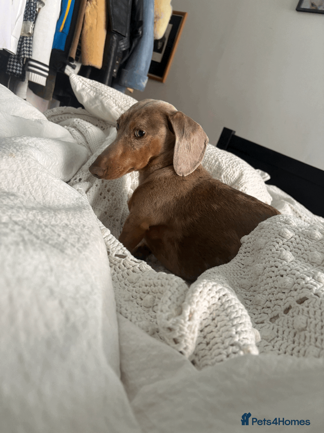 Miniature Dachshund dogs for sale: Buddy - Image 7