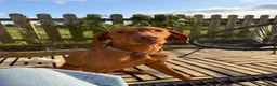 Hungarian Vizsla dogs for sale: Beautiful KC Registered Hungarian Vizsla puppies  in Blackburn - Advert 26