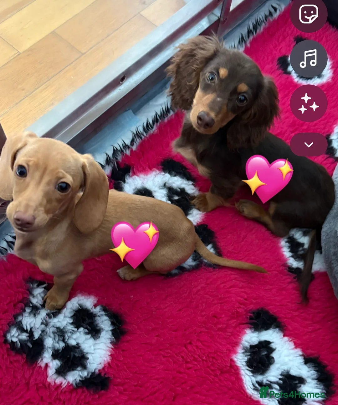 Dachshund dogs for sale: Dachshund puppies  in Liverpool - Advert 1