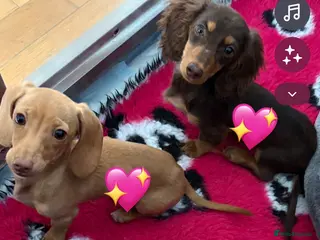 Dachshund dogs Dachshund puppies - Advert 3