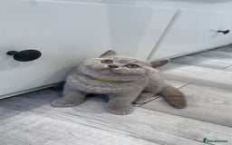 British Shorthair cats for sale: 5 beautiful BSH kittens - Image 12