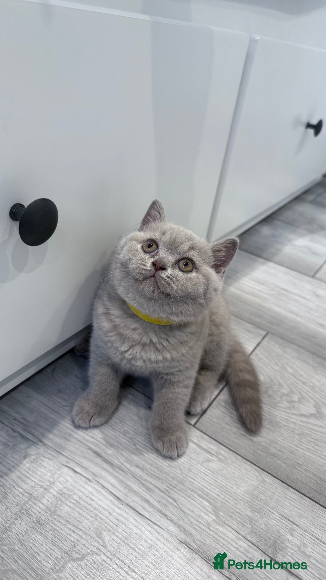 British Shorthair cats for sale: 5 beautiful BSH kittens - Image 12