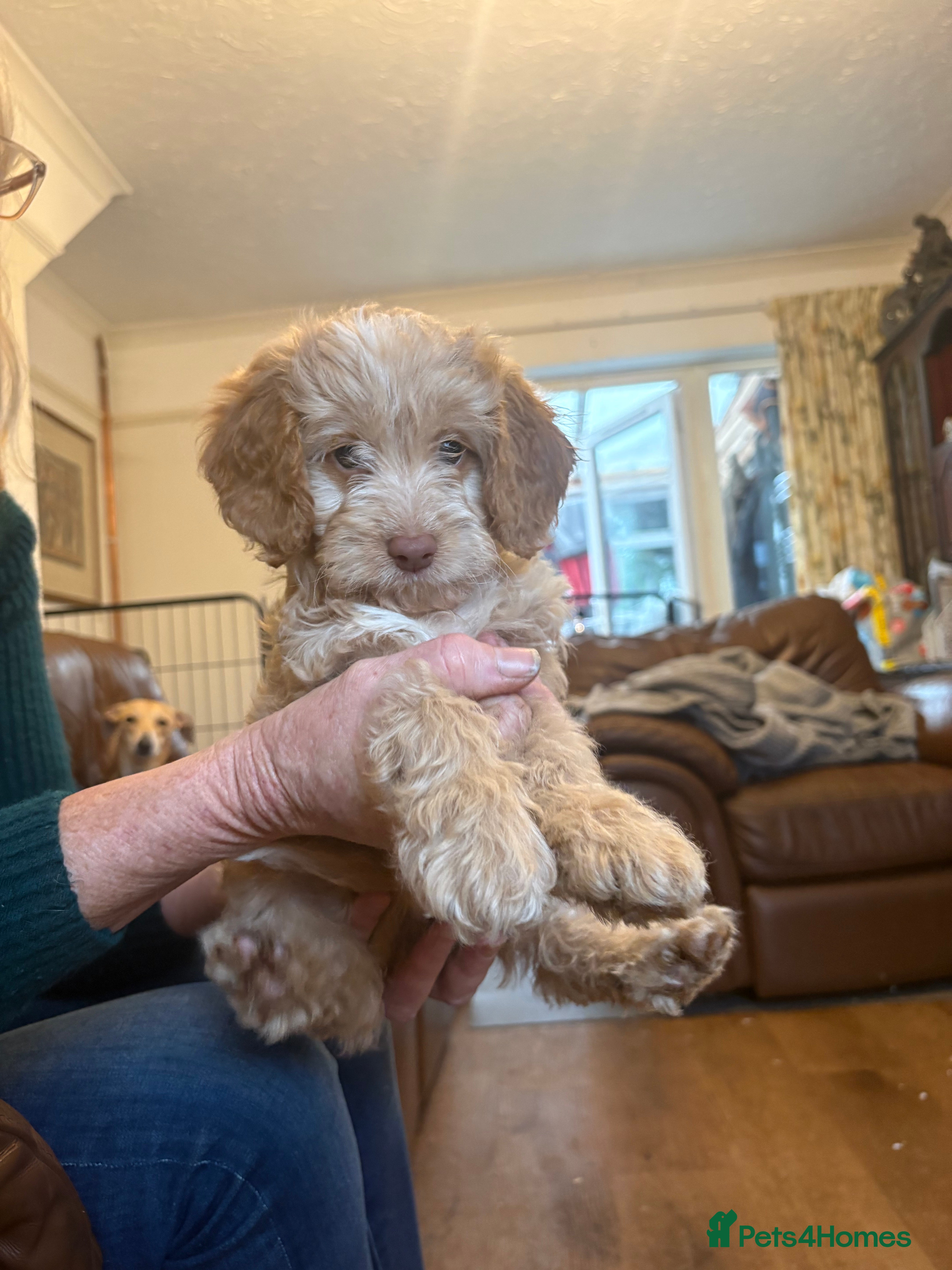 Cockapoo dogs READY TO GO - F1 Unique Cockapoo Puppies  - Advert 5