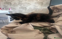 Mixed Breed cats for sale: Tortoise shell kittens - Image 3