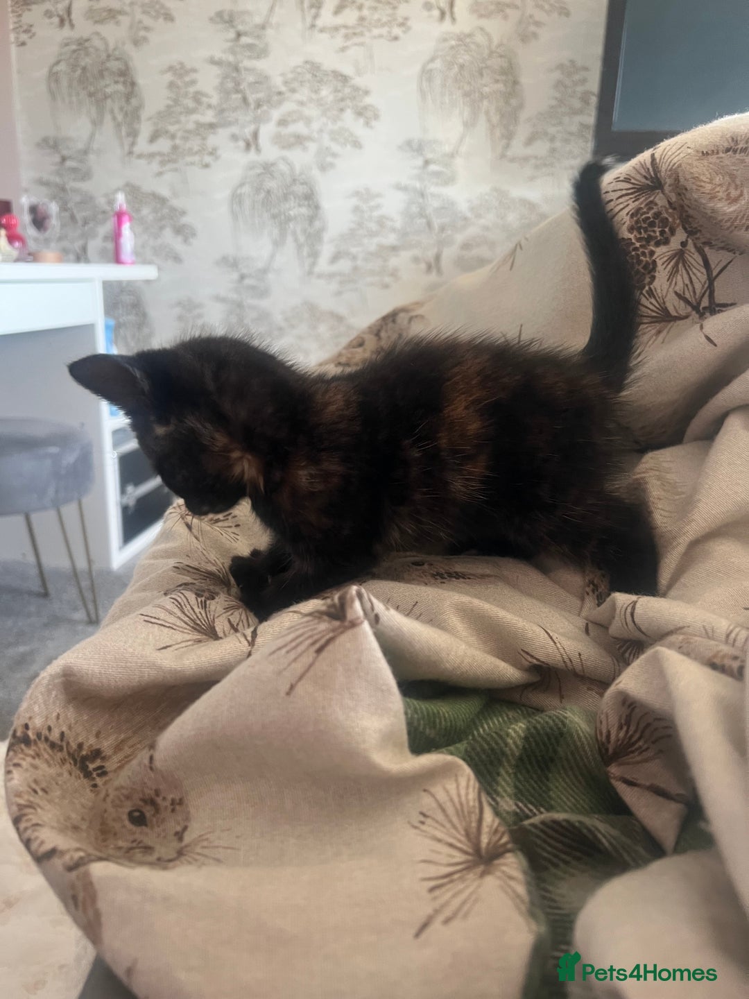 Mixed Breed cats for sale: Tortoise shell kittens - Image 3