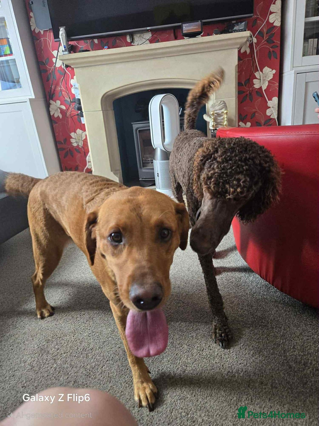 Labradoodle dogs for sale: F1 Labradoodle puppies - Image 6