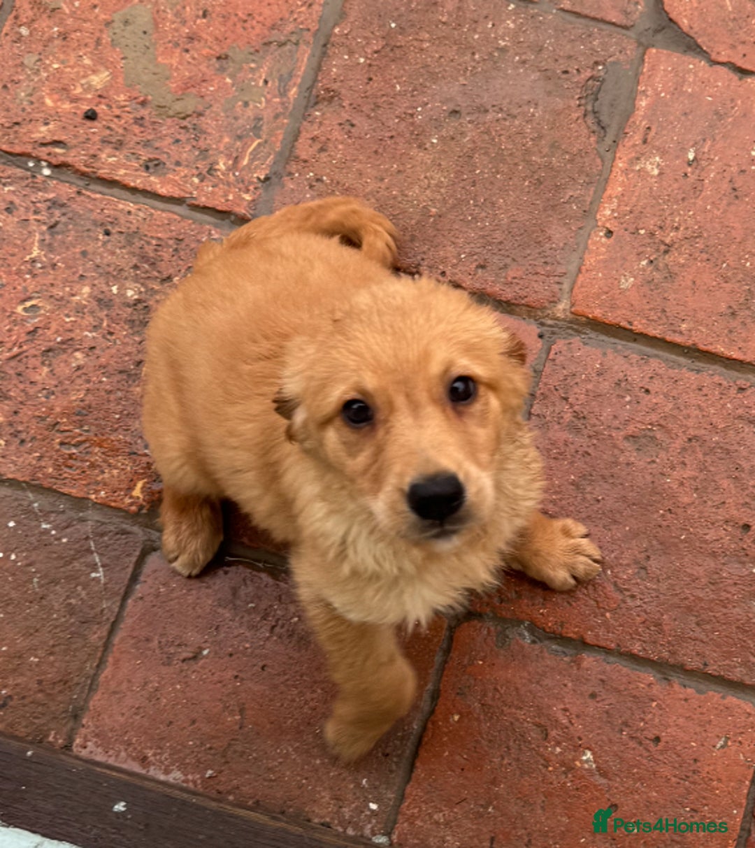 Golden Retriever dogs for sale: Dark fox red KC golden retriever puppies - Image 8