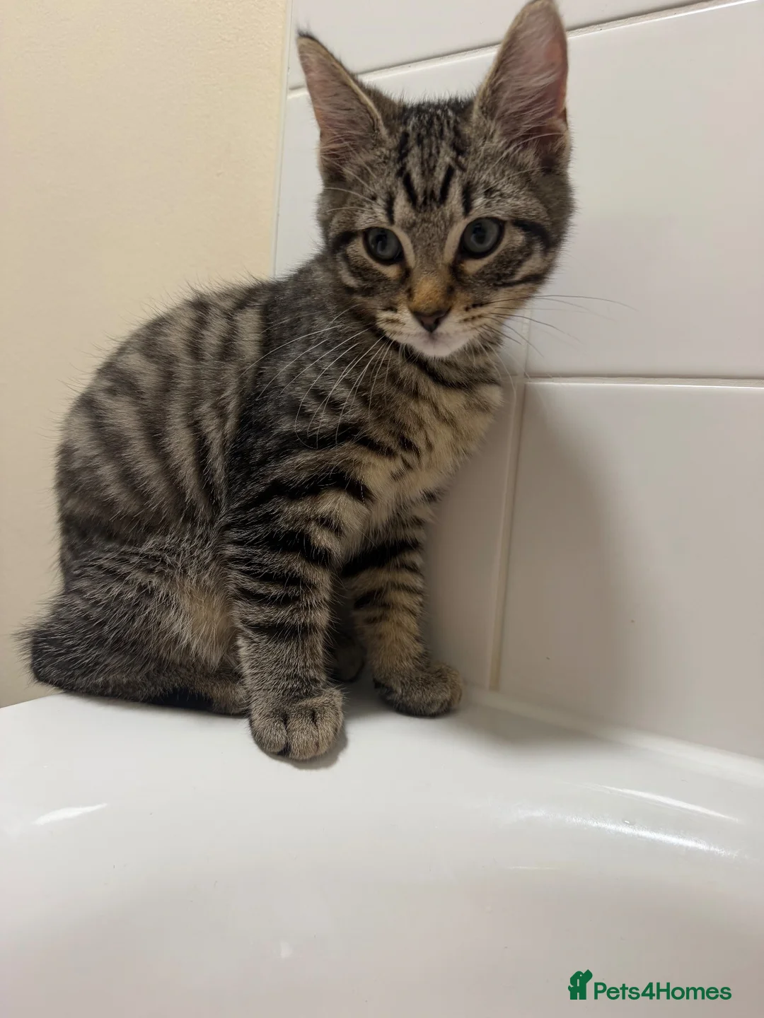 Bengal cats for sale: Male kitten  in Rainham - Advert 1