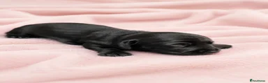 Miniature Dachshund 1