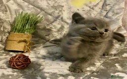 British Shorthair cats for sale: (READY NOW)EXCEPTIONAL PURE BREED BSH - Image 20