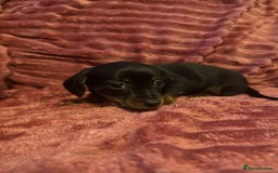 Mixed Breed dogs for sale: Chiweenies for sale - Advert 9