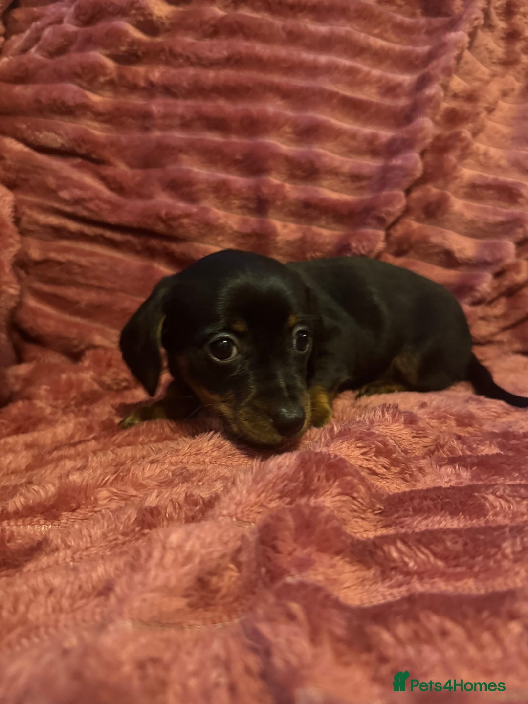 Mixed Breed dogs for sale: Chiweenies for sale - Advert 9