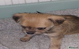 Mixed Breed dogs for sale: Ready to collect  - Advert 24