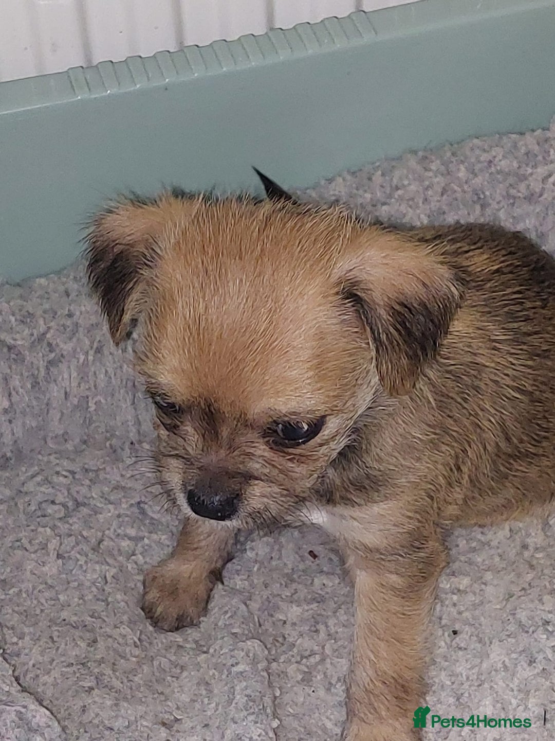 Mixed Breed dogs for sale: Ready to collect  - Advert 24