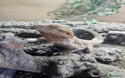 Bearded Dragon reptiles for sale: Orange leatherback Bearded dragon and full set up  - Image 3