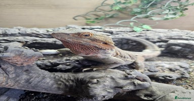 Bearded Dragon reptiles - Advert 1