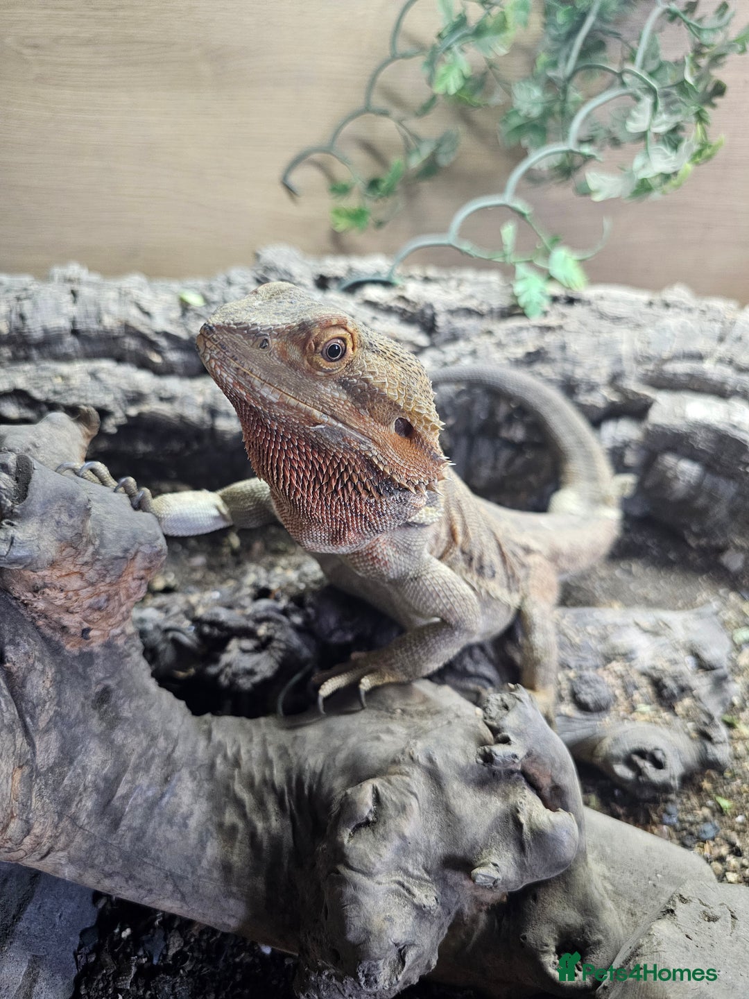 Bearded Dragon reptiles for sale: Orange leatherback Bearded dragon and full set up  - Image 3