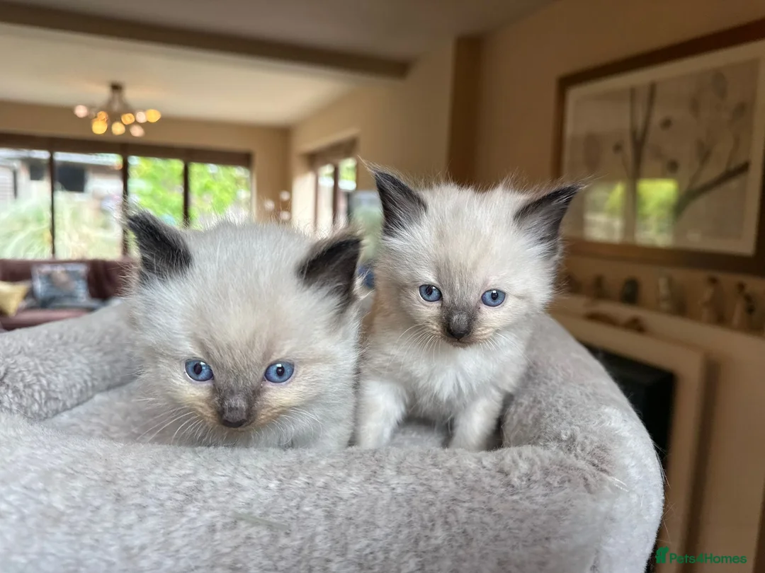 Ragdoll cats for sale: Ragdoll Kittens Farm Bred - Advert 1