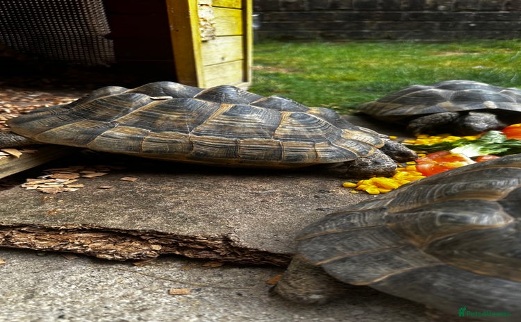 Tortoise reptiles - Advert 2