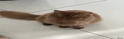 British Longhair cats for sale: Cinnamon British long hair girl 🧡 - Advert 18