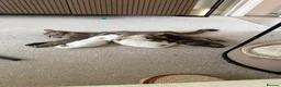 Mixed Breed cats for sale: 2 beautiful white kittens - Advert 11