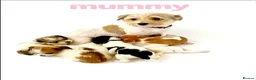 Mixed Breed dogs for sale: 11 Jack Russell x Chihuahua Puppies – 2 Litters - Advert 15