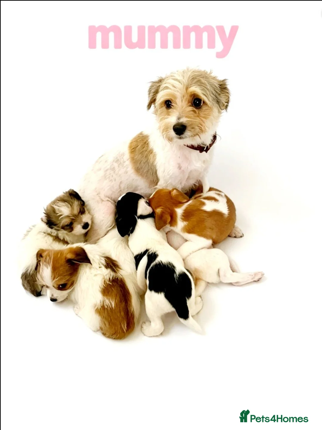 Mixed Breed dogs for sale: 11 Jack Russell x Chihuahua Puppies – 2 Litters - Advert 15