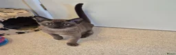 Burmese cats for sale: Adorable Brown Male Burmese Kitten - Advert 3