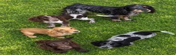 Cocker Spaniel dogs for sale: Cocker Spaniel Puppies 2girl/2boys   - Advert 7