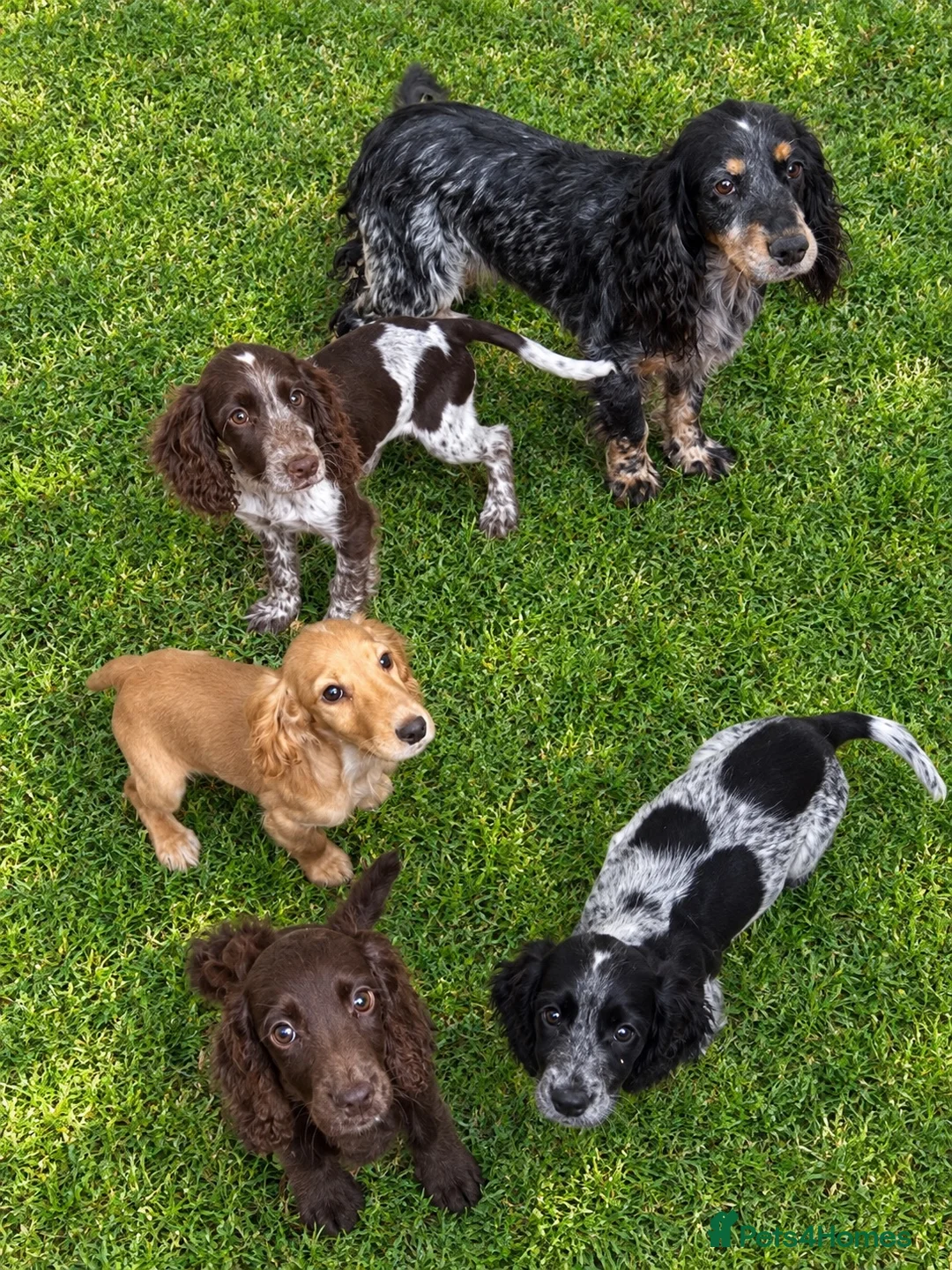 Cocker Spaniel dogs for sale: Cocker Spaniel Puppies 2girl/2boys   - Advert 7
