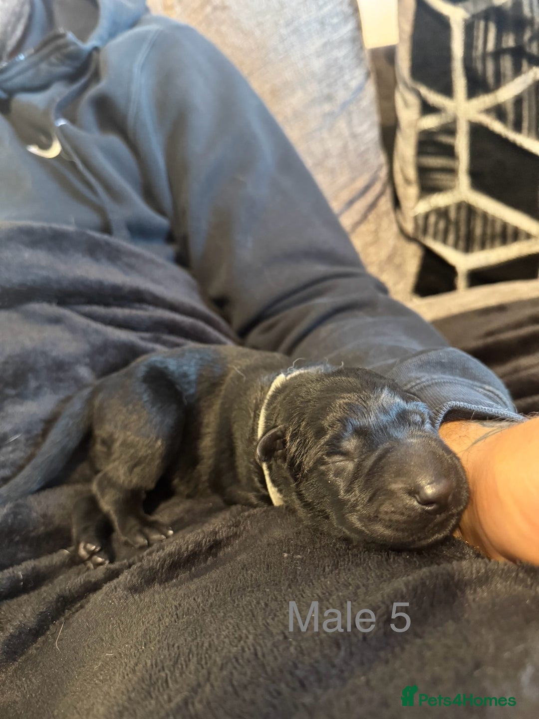 German Shepherd dogs for sale: 🧬Working Line German Shepherds, Full HealthTested - Advert 27