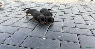 Dachshund dogs - Advert 6