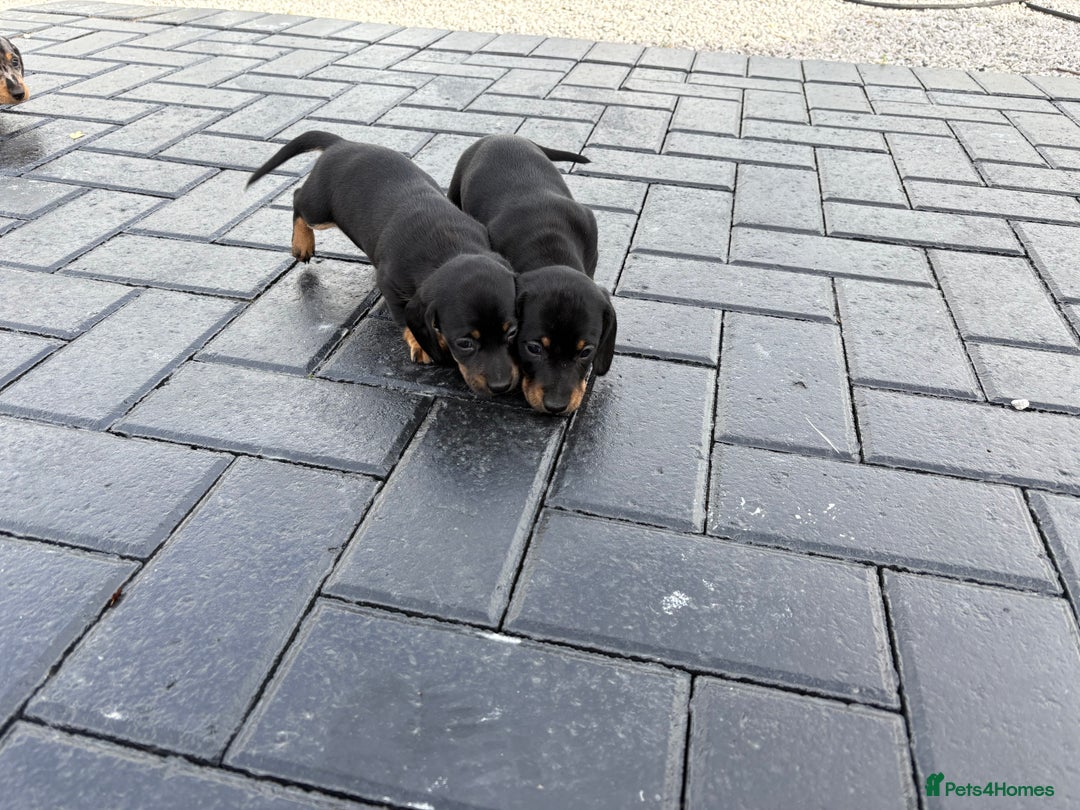Dachshund dogs for sale: Miniature dachshund - Image 7
