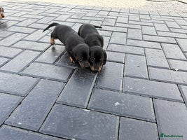 Dachshund dogs - Advert 6