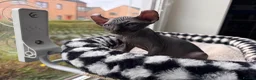 Sphynx cats for sale: Gorgeous Elf ear Sphynx boy - Advert 6
