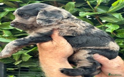 Cockapoo dogs for sale: DNA clear / Licensed Breeder for peace of mind  - Image 22