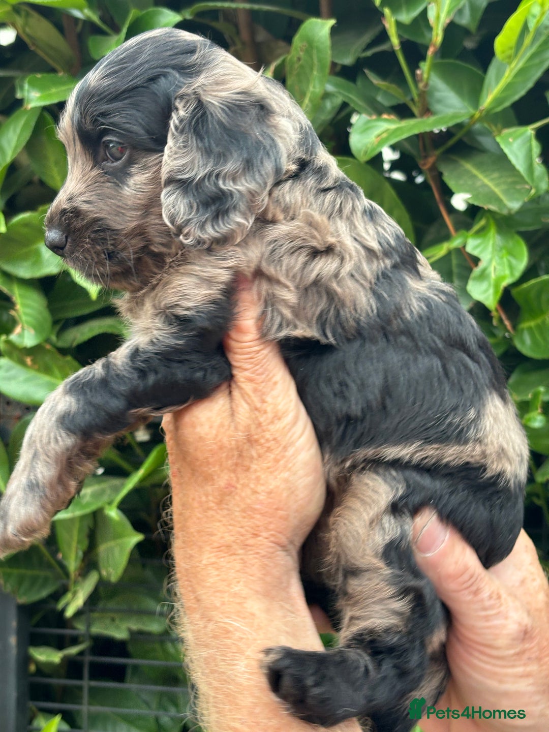 Cockapoo dogs for sale: DNA clear / Licensed Breeder for peace of mind  - Image 22