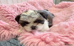 Shih Tzu dogs for sale: 3 Beautiful Shih Tzu girls left 🐶⭐️ - Advert 12