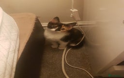 Mixed Breed cats for sale: Beautiful kittens - Image 2