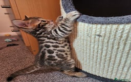 Bengal cats for sale: ✨Pure Bengal Kittens – Champion Bloodline ✨ - Image 9